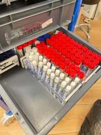 5 Million – On the rise: a vaccine is being studied to stem it